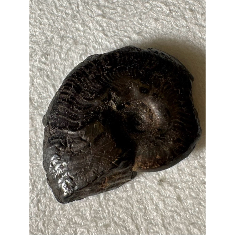 [菊石化石]褐鐵礦化菊石-L003-摩洛哥化石
