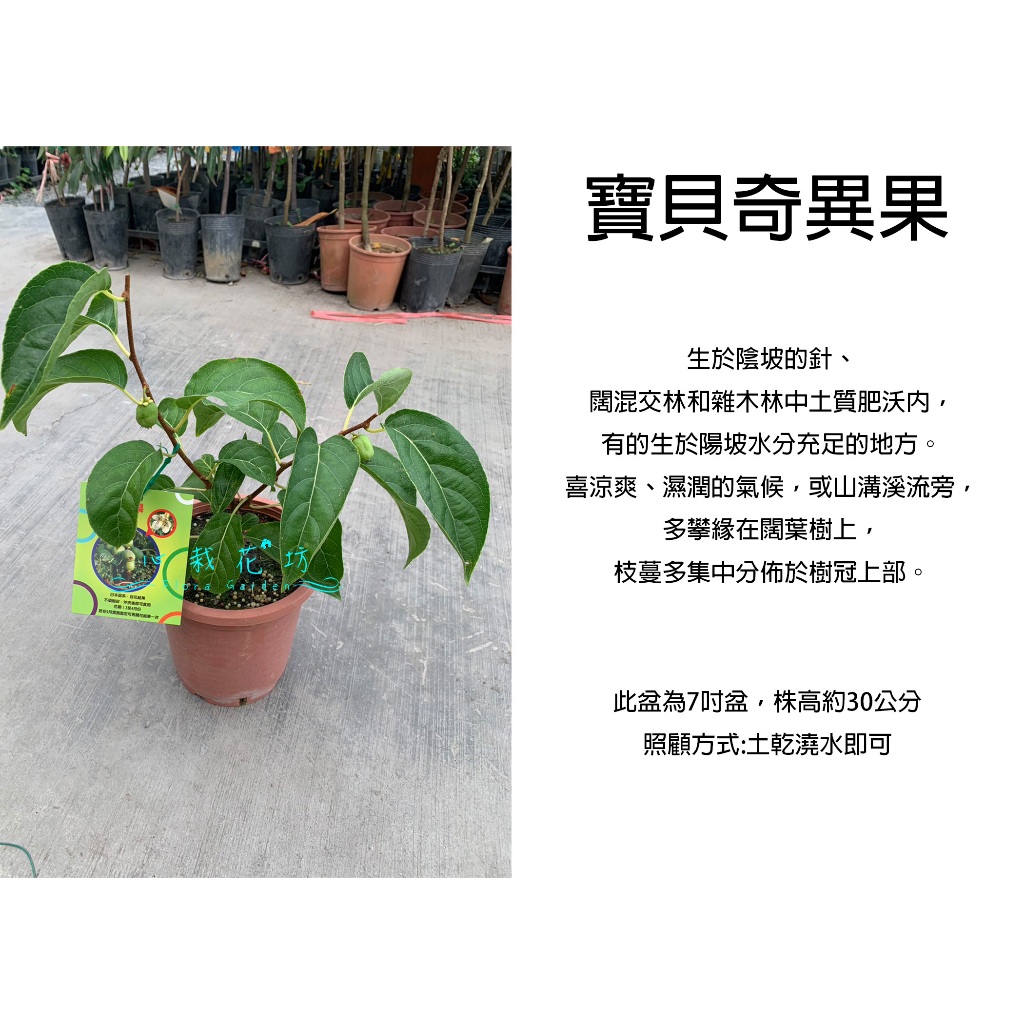 心栽花坊-寶貝奇異果/入冬沒葉子/水果苗/奇異果品種/實生苗/以會結果/無須嫁接就會生/售價1000特價800