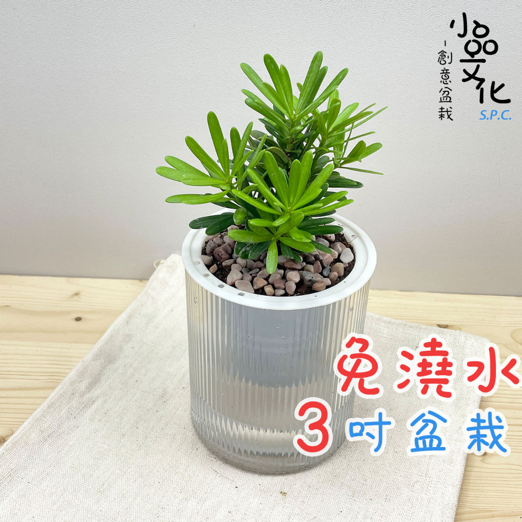 【小品文化】晶鑽羅漢松【現貨】3吋條紋圓免澆水盆栽 懶人盆栽 觀葉植物 室內植物 自動吸水 創意花盆 居家辦公盆花