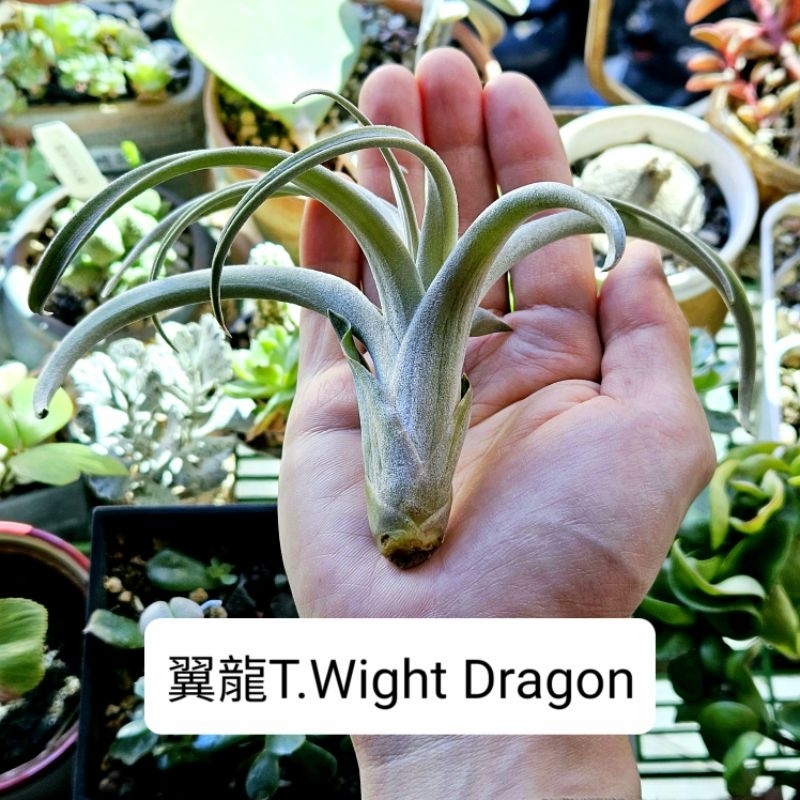 〔鳳梨草手〕翼龍T.Wight Dragon  噴泉×香檳 空氣鳳梨 空鳳 空氣草 懶人植物