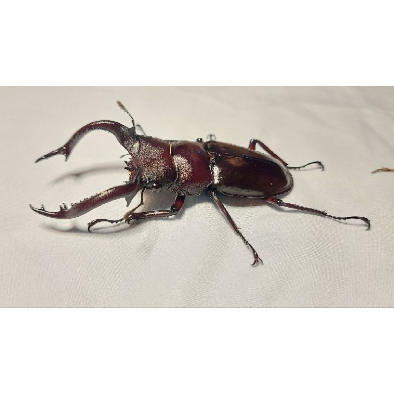 緬甸叉角鍬形蟲幼蟲🍤L1~L2精緻可動模型（麋鹿叉角）HFK