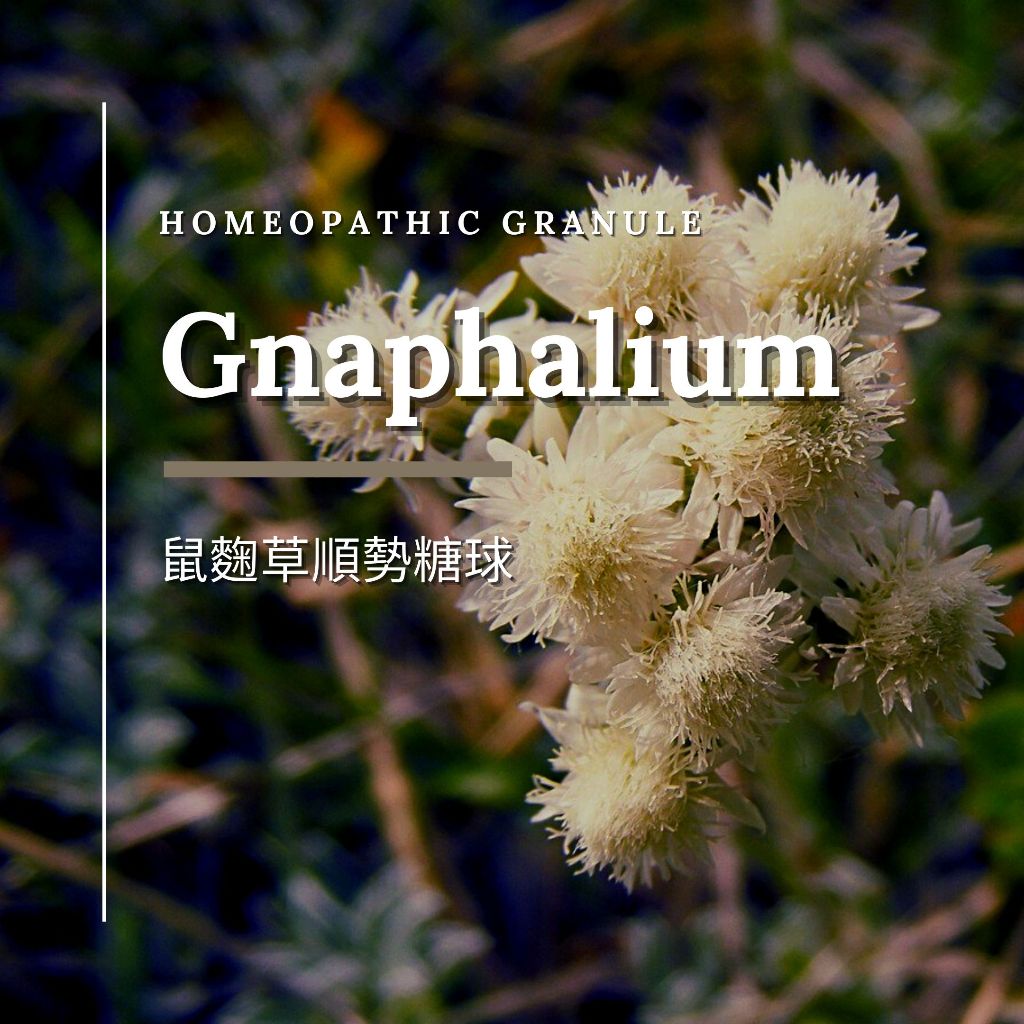 順勢糖球【鼠麴草●Gnaphalium】➖如坐針氈週期不適➕行動自由 太陽神經叢／Homeopathic Granule