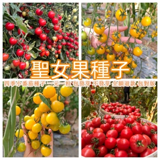 【聖女果種子】四季小番茄種子千禧聖女果種籽櫻桃西紅柿盆栽陽臺蔬菜種籽水果