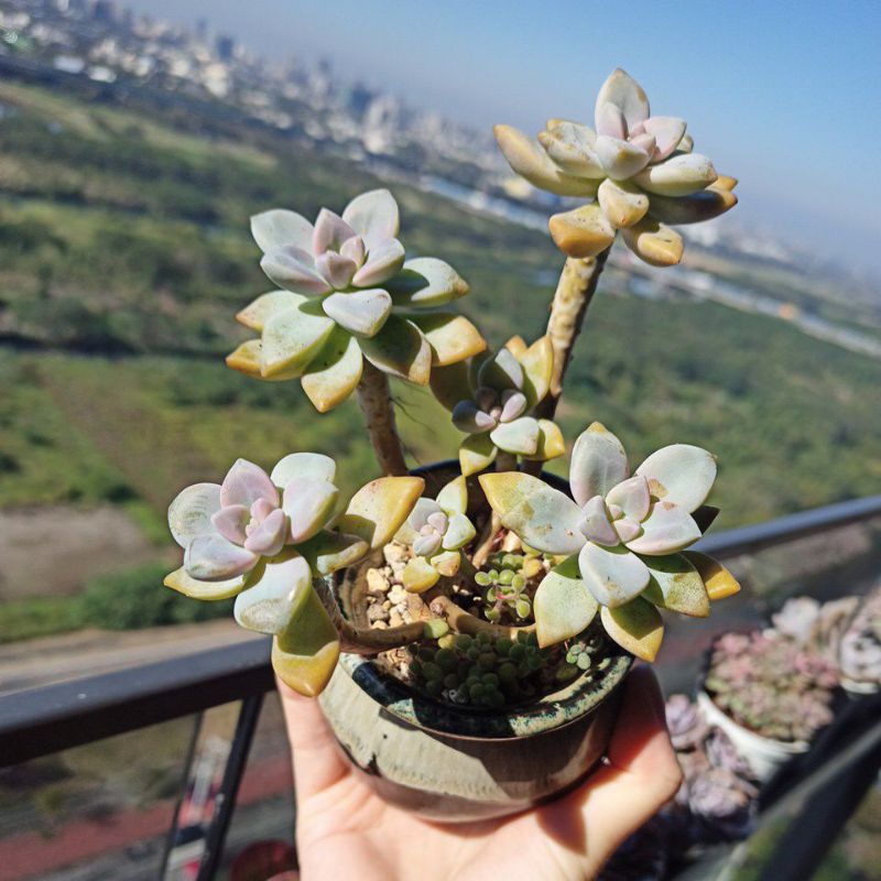 透氣多肉植物觀葉植物老欉盆器