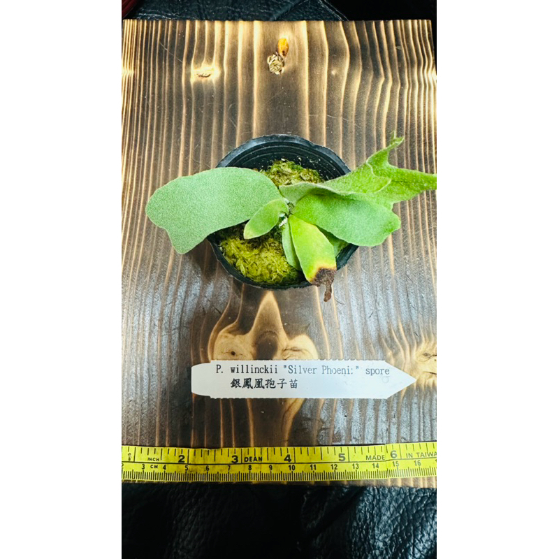 Platycerium willinckii "Silver Phoenix" spore  鳳凰孢子苗