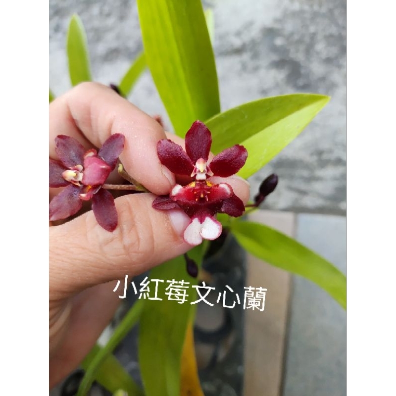 小紅莓文心蘭~販賣有花株