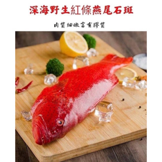 《野生紅條燕尾石斑魚》高經濟價值鮮味滿分的紅條石斑😍 無細刺肉質脆又鮮甜