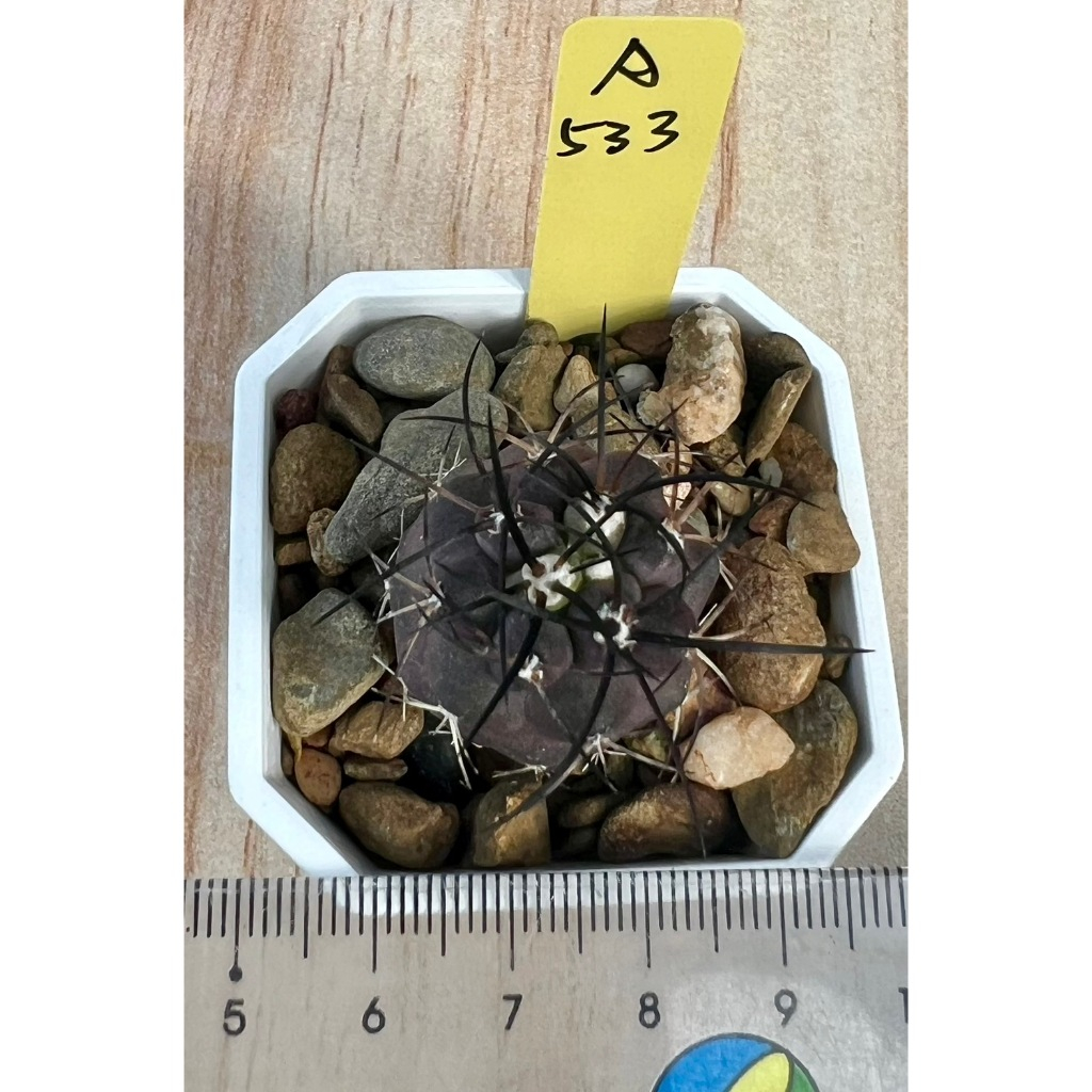 實生栗星玉a533「草山兜肉屋」：RO淨水器、多肉植物、仙人掌、兜、塊根、緋牡丹、百合、蘆薈、鸞鳳玉、虎尾龍舌蘭、