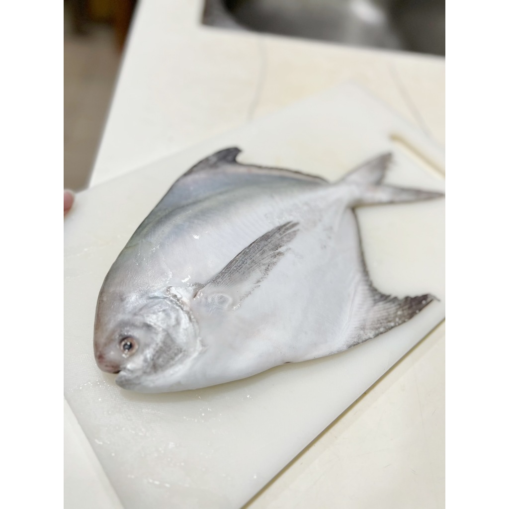 【米仔鮮魚鋪】圍爐首選頂級雙藍帶野生白鯧魚