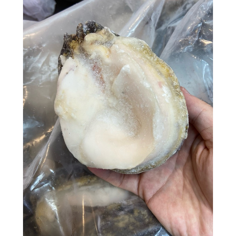 【丁丁愛生鮮】智利大鮑魚/南美貝/饗螺 150～250克/顆