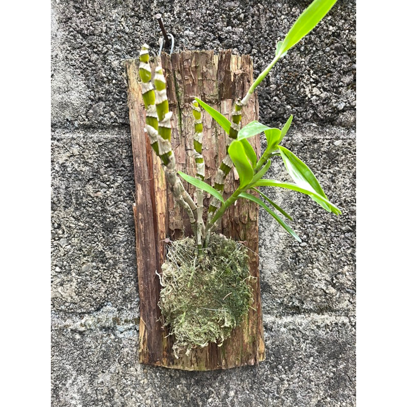 粉夢幻石斛蘭杉木板自然共生植栽，以純樸文青方式展現蘭花原始美貌