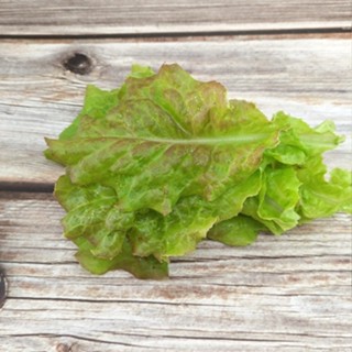 紅寶石天空萵苣種子~Ruby Sky Lettuce~綠中帶紅，葉片細嫩