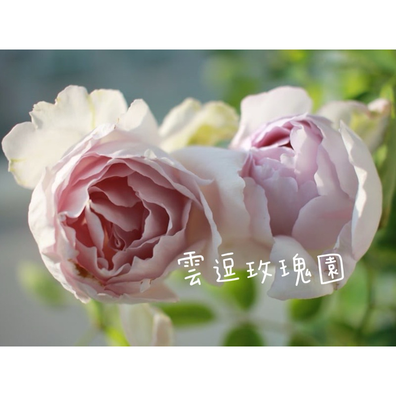 玫瑰花🌹日本.河本天使系列.路西法玫瑰🌹使用玫瑰專用土.天使路西法玫瑰