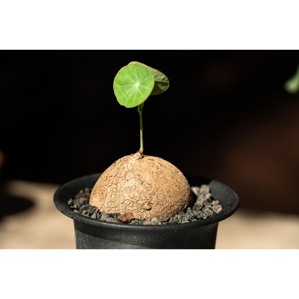 [ Gu Plant 固植 ] 圓葉山烏龜｜Stephania erecta｜(有根不挑款)（4-5公分）