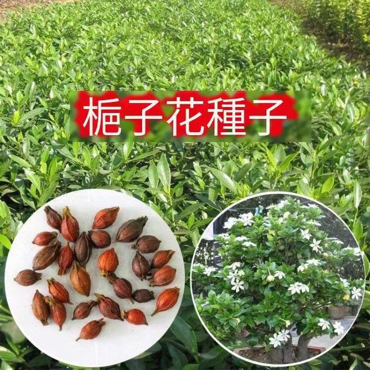 蝦皮熱銷】濃香型梔子花（種子）特價 梔子花種子 多品種 黃綠粉白 重瓣 梔 子 花 香濃鬱 發芽率高達99