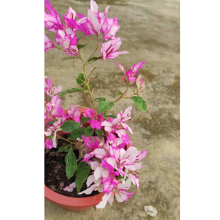 極特殊新品種7吋大盆<紅心櫻花蝶/多變蝴蝶雙飛花片>唯美仙系 九重葛 / 三角梅 一盆一枝樹枝苗含盆 植栽盆栽花盆好心情