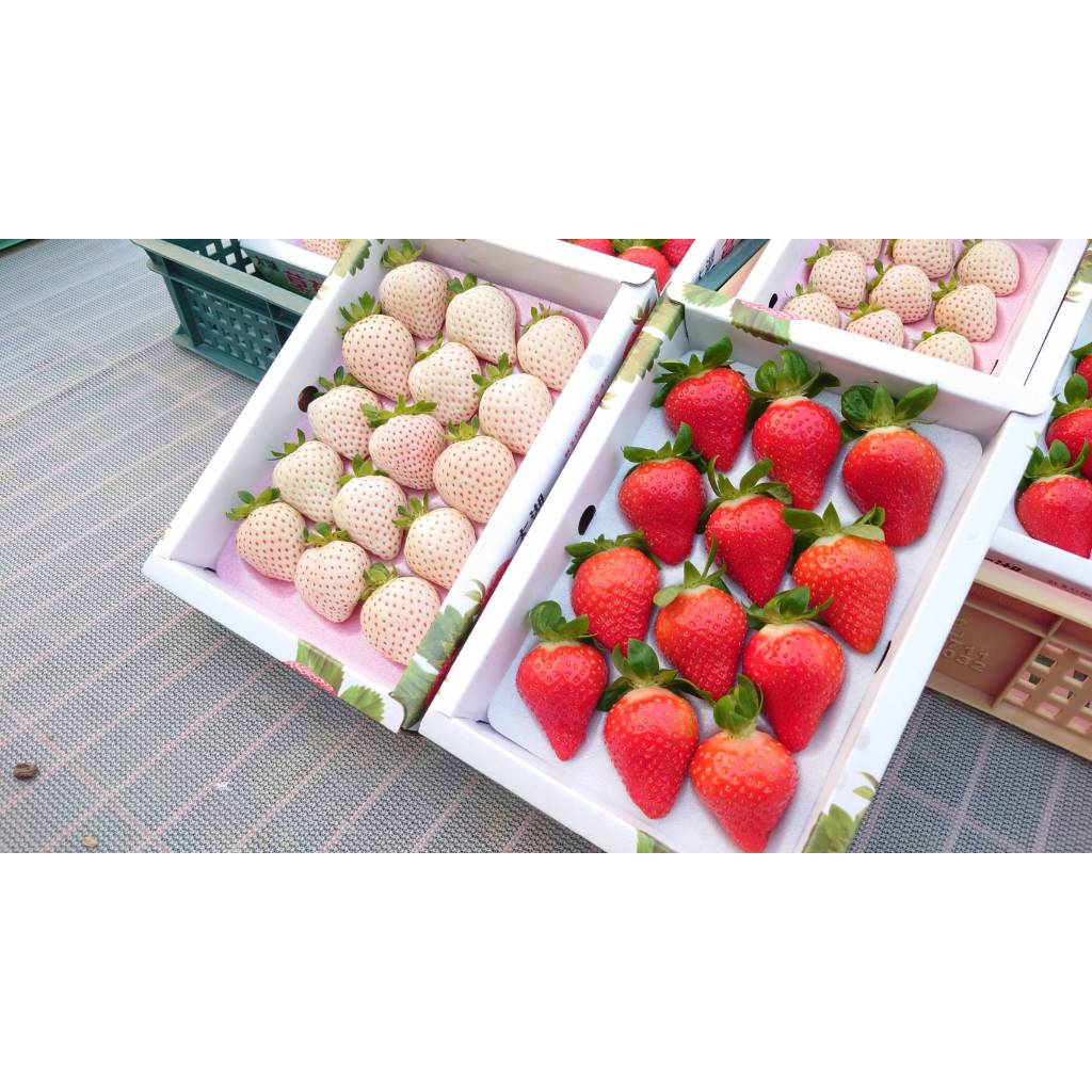 草莓禮盒-大湖/獅潭