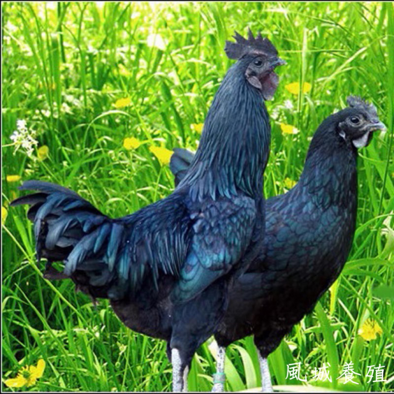 【中國黑寶 明朝珍禽】五黑一綠雞  受精蛋 種蛋 高敷化率 好飼養