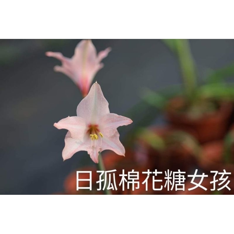 **孤挺花**日本孤挺花，棉花糖女孩（無毒素病）