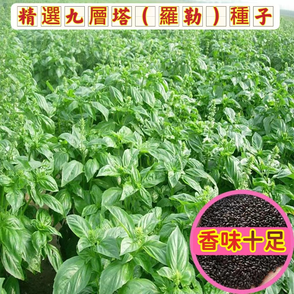 🍓【免運大熱銷】九層塔種子 食用羅勒種子 芳香非洲九層塔 陽台庭院盆栽 香料種子 大葉九層塔（大業紅骨羅勒）四季種植