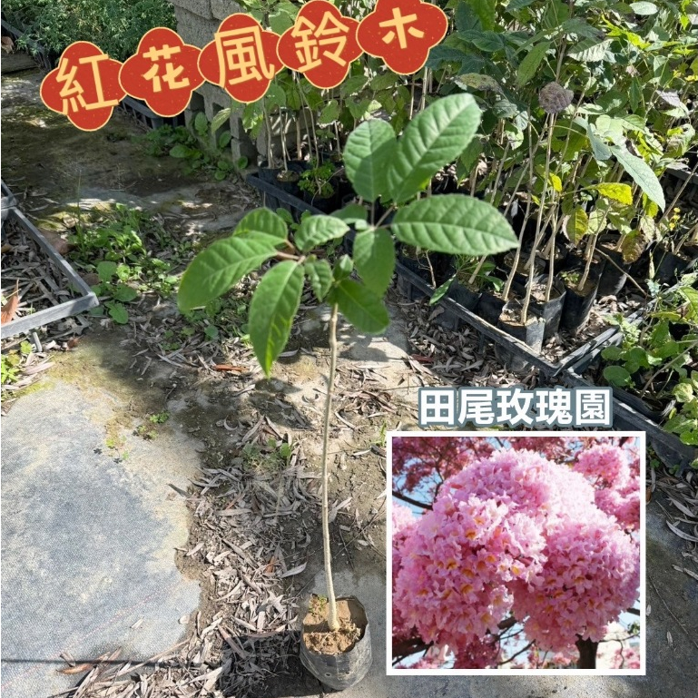 田尾玫瑰園 l 【10株售400】紅花風鈴木、洋紅風鈴木【3吋小苗袋植 高40cm】行道樹 庭園樹 (款式眾多歡迎詢問)