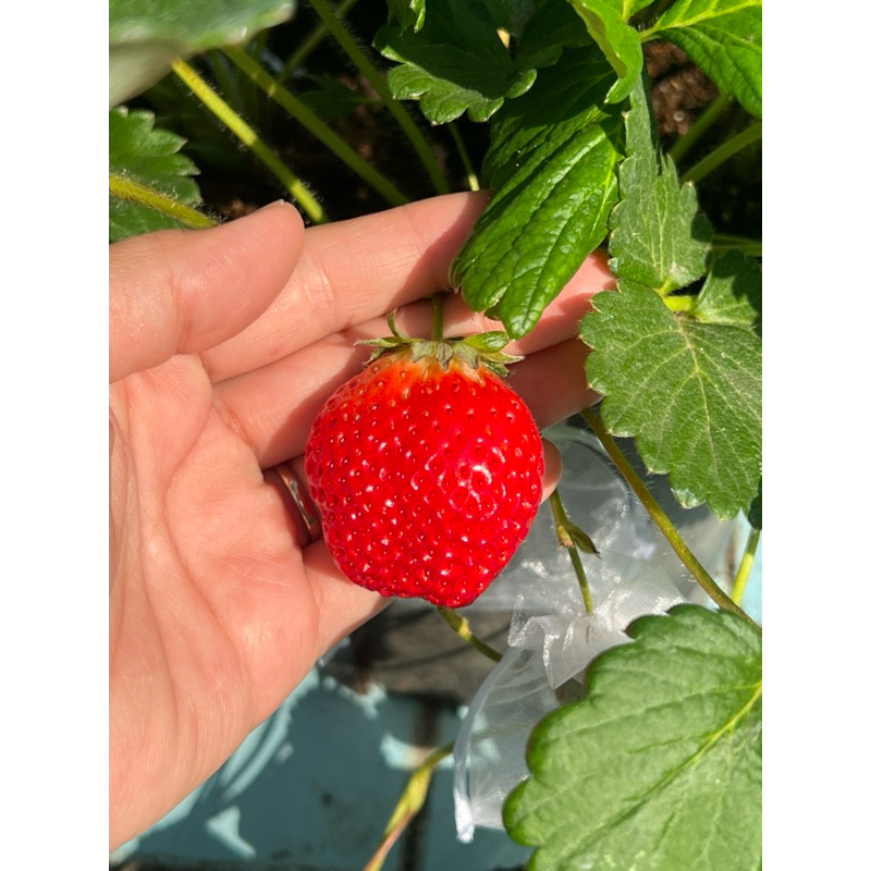 《天棠地芋》武之焰｜草莓苗｜2.5吋盆