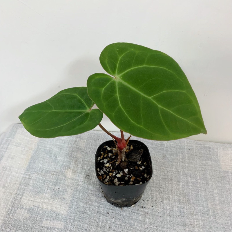 南美水晶X sp / 胖圓葉個體 / 南美水晶交種 / 火鶴交種 / anthurium hybrid / 一物一拍