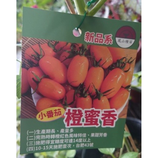 東大興農場 橙蜜香小番茄 黑金剛番茄 金蜜番茄 櫻桃番茄3-4寸盆 觀果植物 食用植物