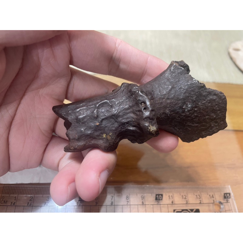 鹿角 化石 美國 收藏 標本