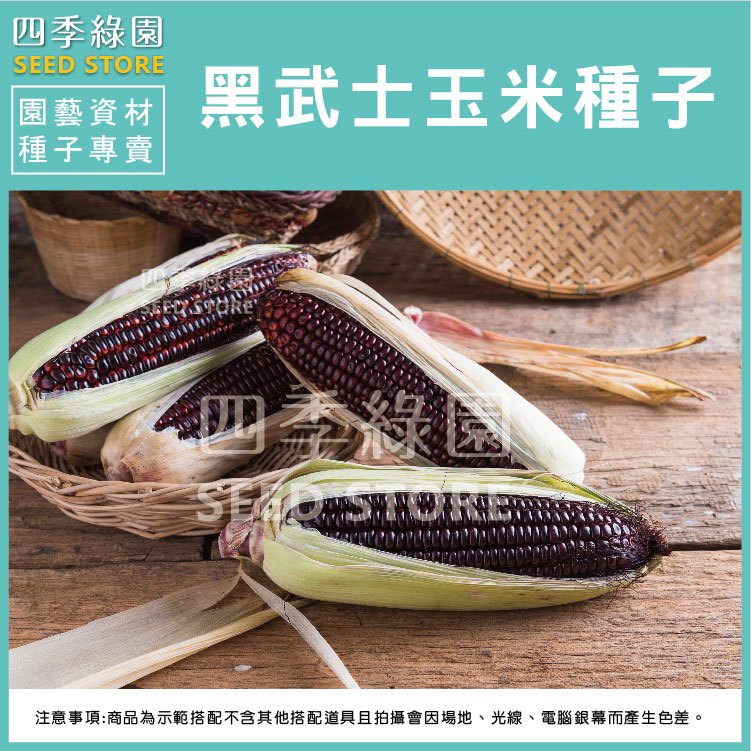 黑武士玉米種子--果粒紫黑富含抗氧化花青素，口感Q彈無渣感 ，甜度比一般糯玉米高【四季綠園】