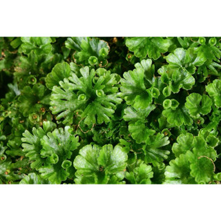 苔鑽🍀❗️買1送1❗️團扇蕨「片裝3*3cm」蕨類植物 觀葉植物 迷你蕨類 盆栽 療癒蕨品 微景觀生態瓶造景半水景生態缸