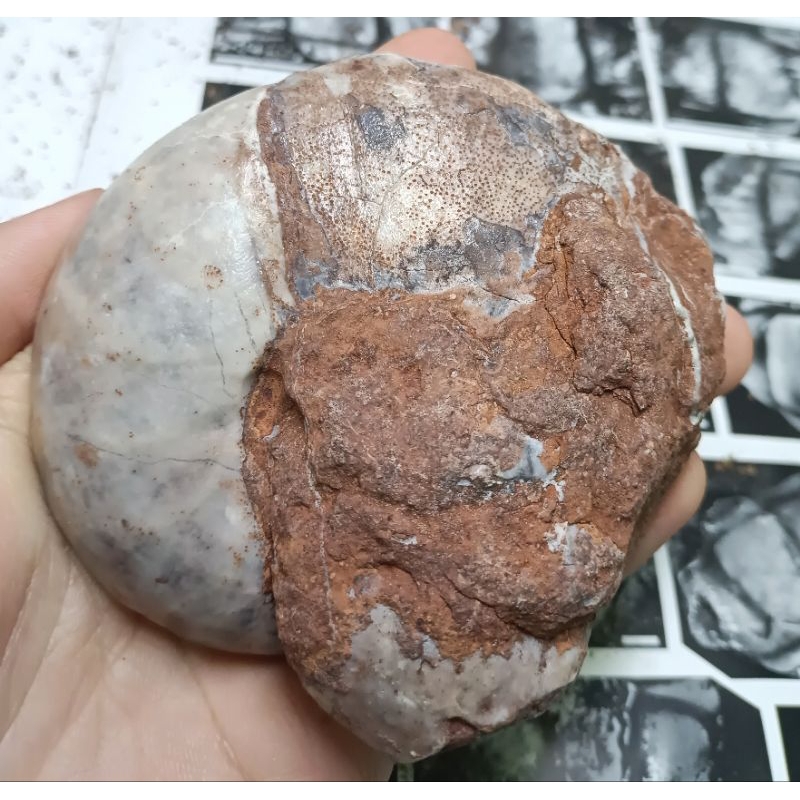 [程石] 帝汶島  未定種鸚鵡螺化石