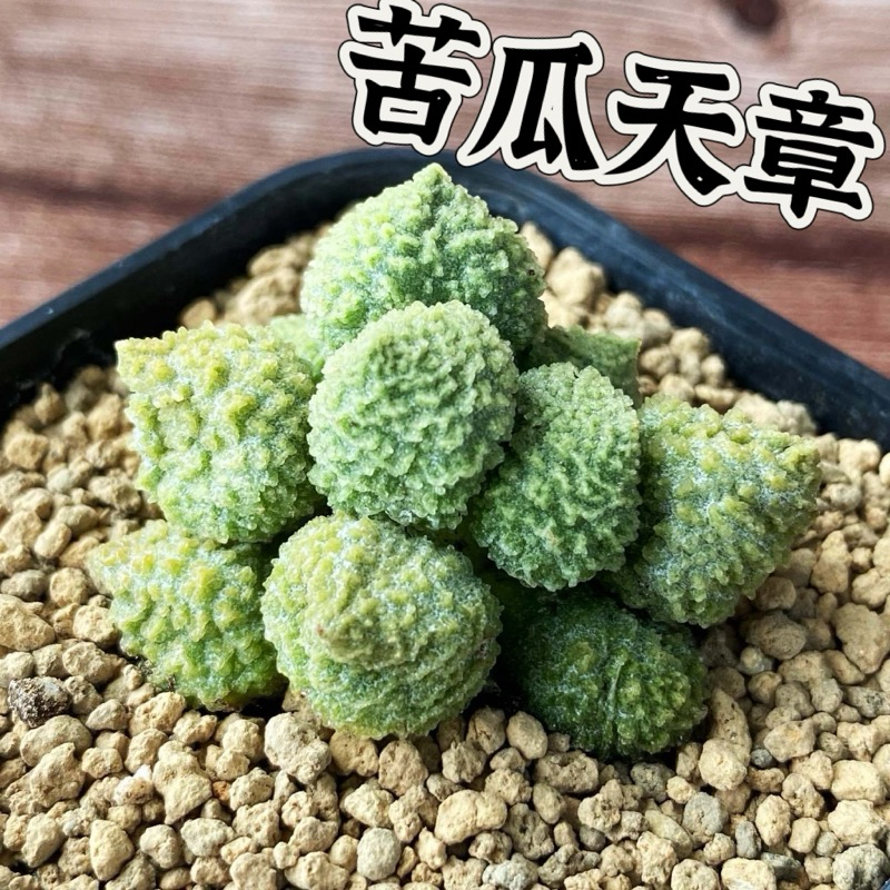 ↠有植感↞ ▮苦瓜天章▮ 苦瓜天章 大疣苦瓜天章 苦瓜多肉 多肉 多肉植物 天章屬 百合科 生石花 海豹天章