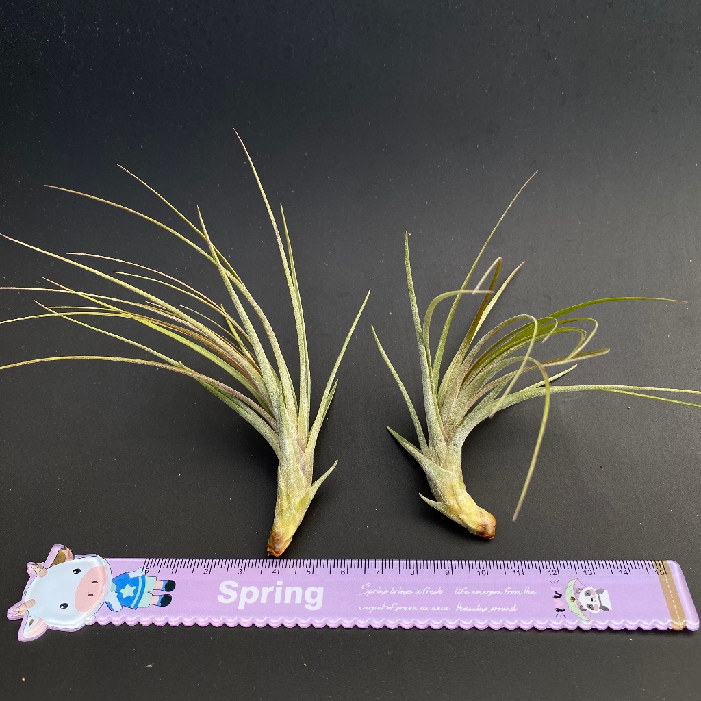 河豚x大三色 Tillandsia ehlersiana x juncea 空氣鳳梨