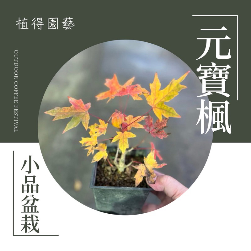 植得｜元寶楓｜皮楓｜小品盆栽