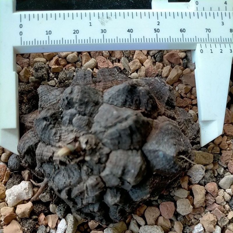 實生墨西哥龜甲龍『6.5公分』
