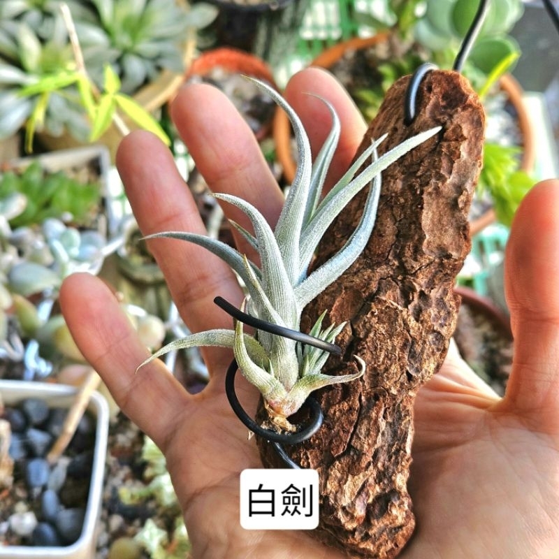 〔鳳梨草手〕空氣鳳梨-上木 白劍Xiphioides，空氣草 懶人植物