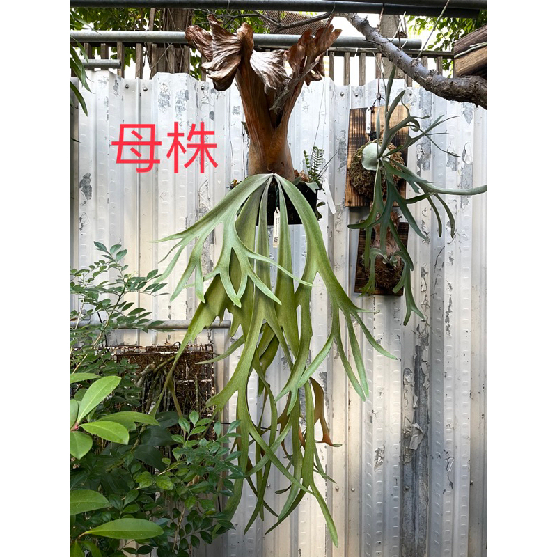 鹿角蕨-爪哇/上板木板/觀葉植物