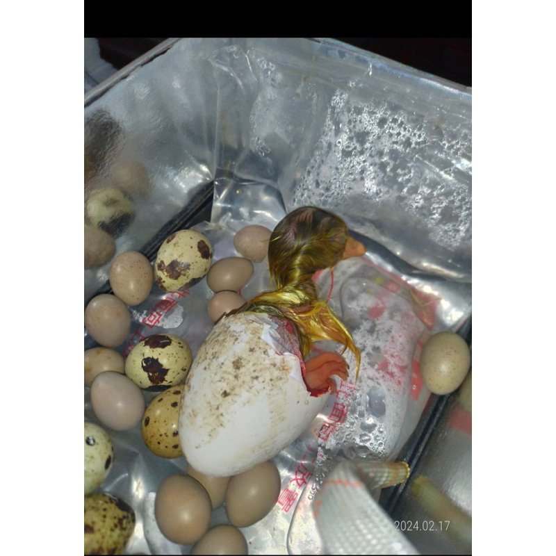 受精鵝蛋 🦢可孵化小鵝 種蛋受精蛋 零售台糖牌高熱能小雞飼料