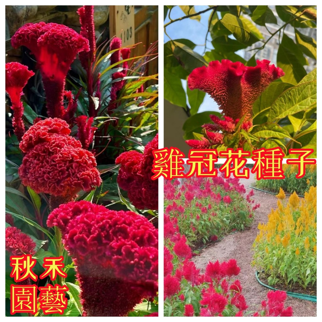 🌷【雞冠花種子】1元兩粒 四季鳳尾 陽台庭院盆栽種植 雞冠花籽 四季種植