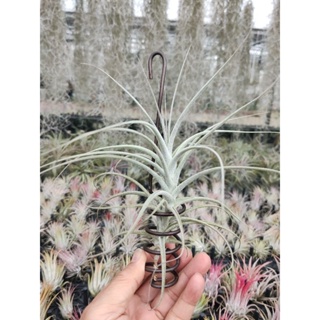 綠房子空氣鳳梨 Tillandsia straminea Stem 彗星Stem