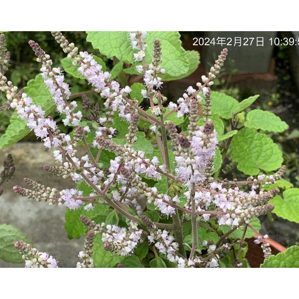 一禪種苗園-粉紅色的花海&lt;麝香木&gt;一年生草本植物-6吋盆/觀花盆栽/ANNY