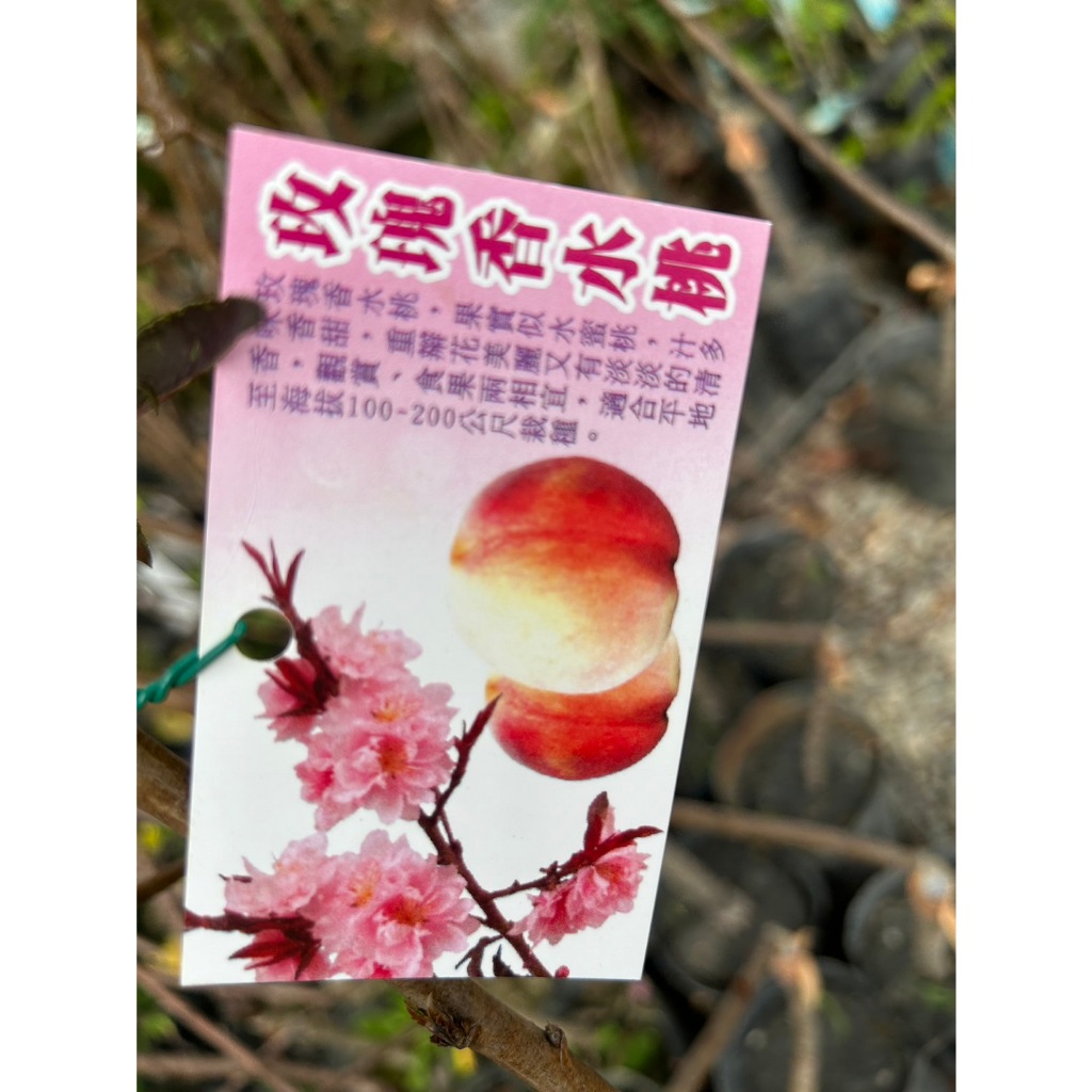 植系青屬-玫瑰香水桃/水果苗/水蜜桃/嫁接苗/四吋盆