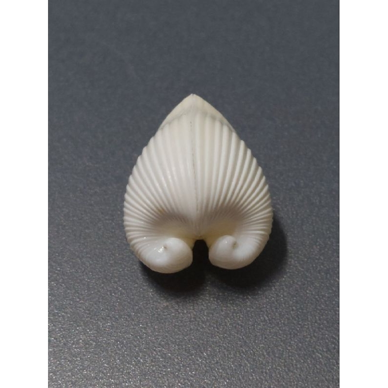 18.5mm 綿羊角同心蛤 天然貝殼標本|收藏|室內擺飾|園藝擺飾|教學教材|水族箱擺飾