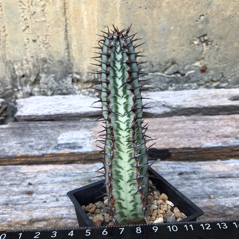 糸·嶼 / Euphorbia Confinalis Ssp. Rhodesia - 大戟 / 多肉 植物