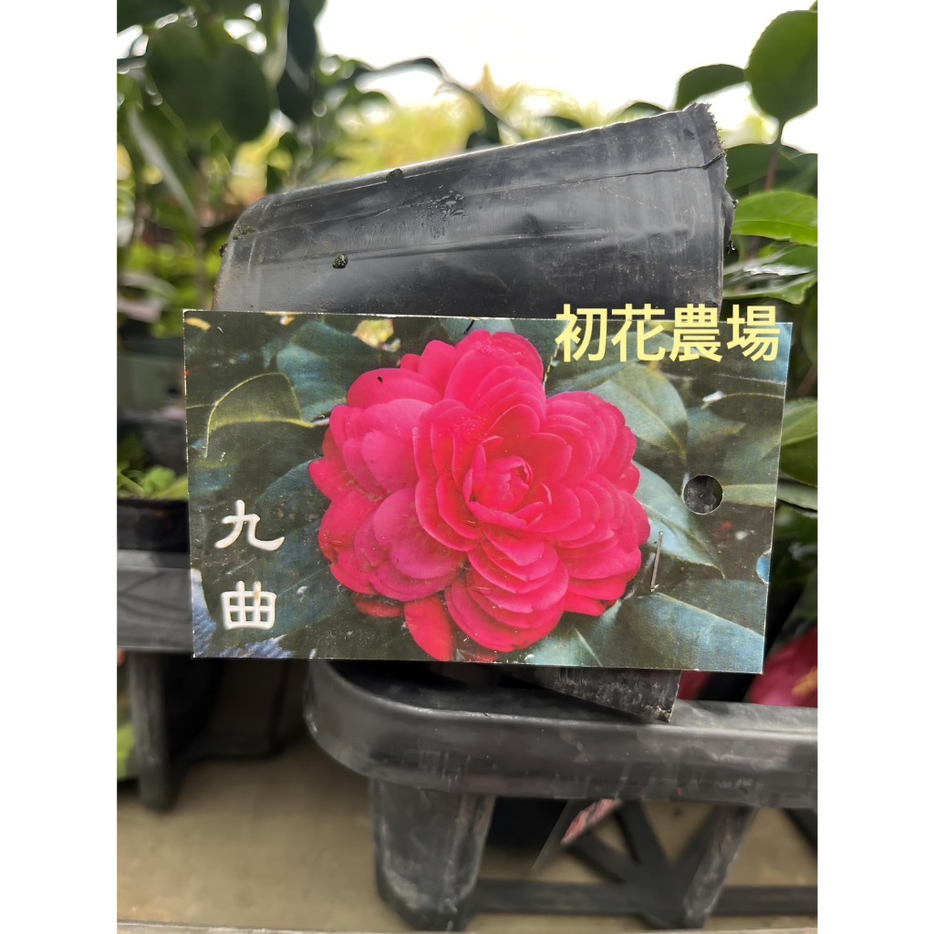 初花農場|茶花(九曲)|3.5吋盆|----定價100特價80