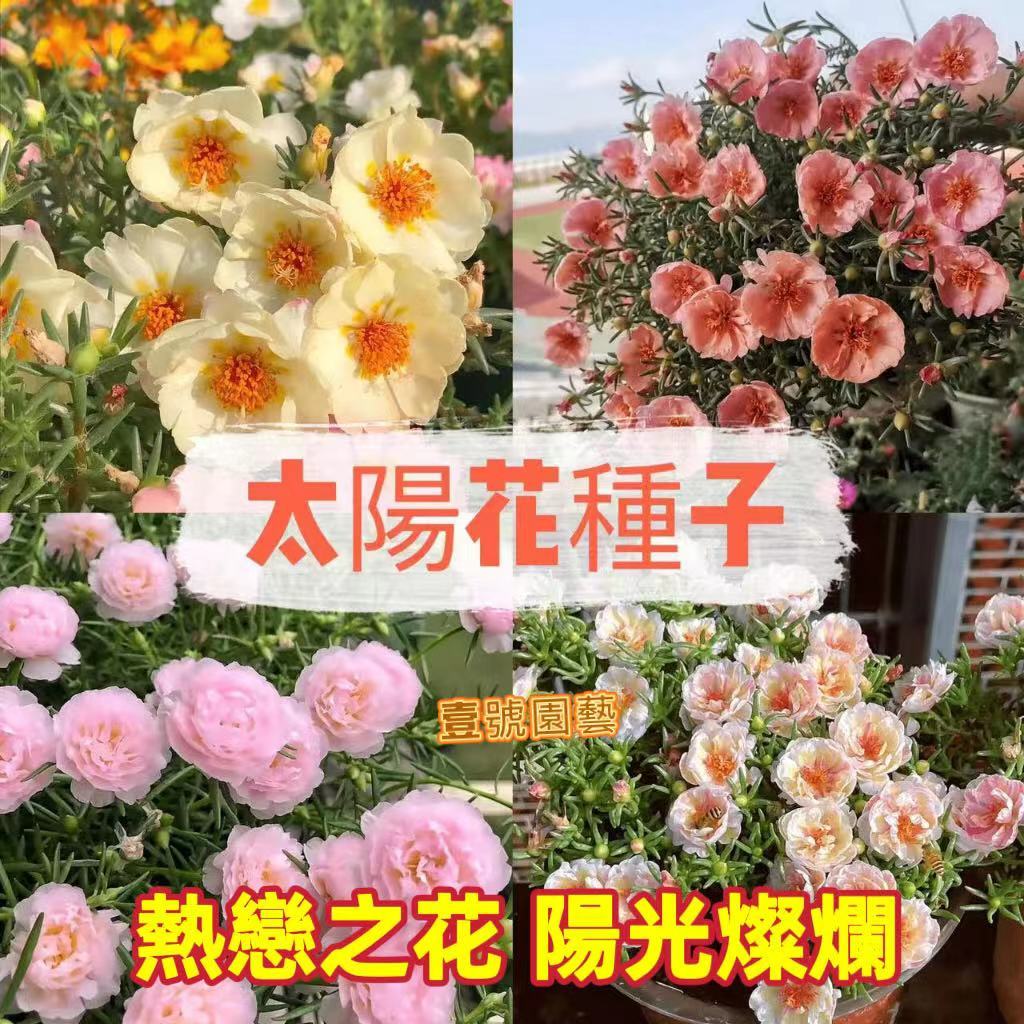 熱戀之花🔥🔥太陽花種子 重瓣太陽花種子 新竹出貨 四季開花 當年開花 陽台庭院盆栽 新手易種 花開爆盤 一元一粒