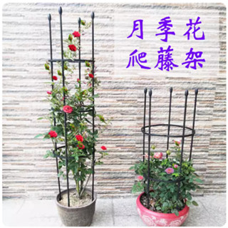 🔥 臺灣 熱賣 蘭花支架 植物架 支撐架 花架 花盆架 盆栽架 支撐桿 月季花架 爬藤架 支架 玫瑰花架 攀爬架 藤架