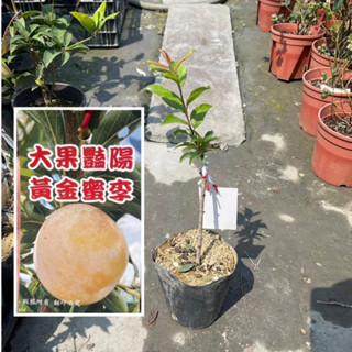 田尾玫瑰園 l 大果艷陽黃金蜜李、李子【4.5吋黑軟盆 高度約35cm】水果苗 嫁接苗 (品種眾多歡迎詢問)