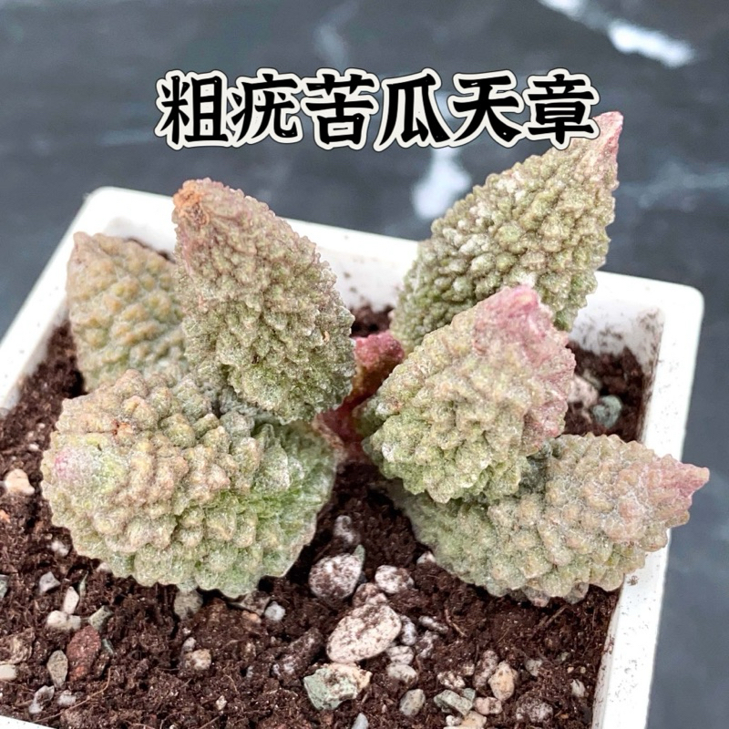 ↠有植感↞ ▮粗疣苦瓜天章▮ 苦瓜天章 大疣苦瓜天章 苦瓜多肉 多肉 多肉植物 景天科 百合科 生石花 海豹天章